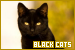  Cats: Black