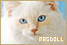  Cats: Ragdoll